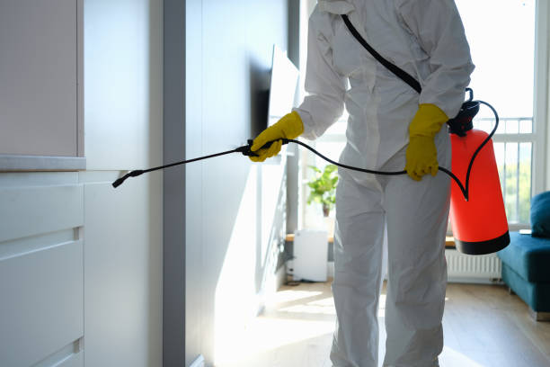 Why You Should Choose Our Mold Remediation Services in Groves, TX